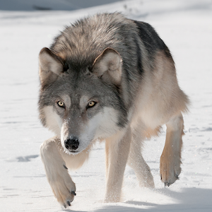 Wild Wolf Attack Simulator Icon